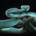 kígyó 2.jpg
