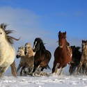 horses-wild-wildlife-galloping-running-snow-sky-nature-freed.jpg
